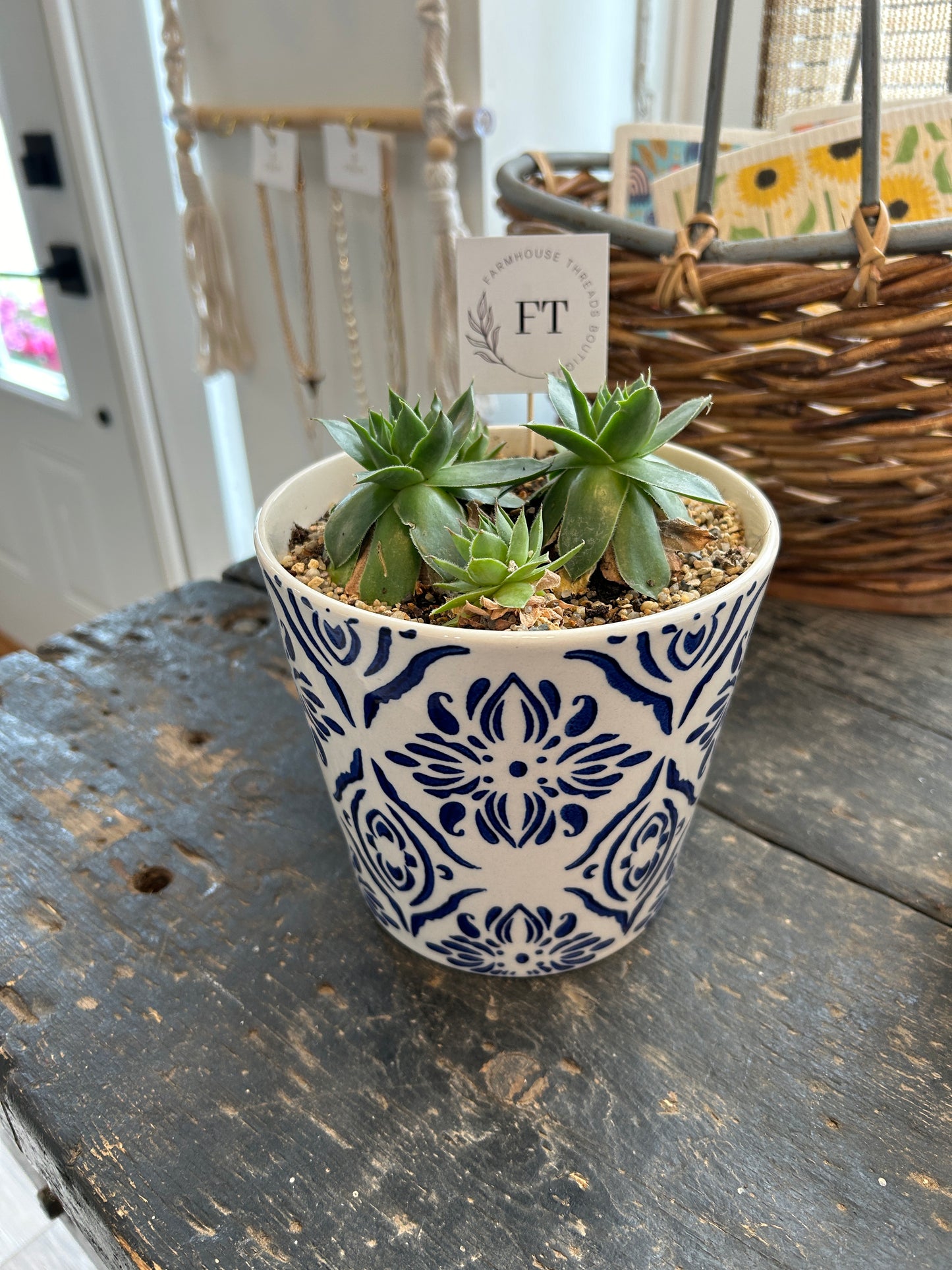 Hen & Chicken Plant
