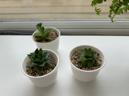 Small T-cup plant