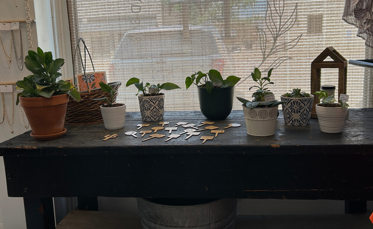 Potted Plant