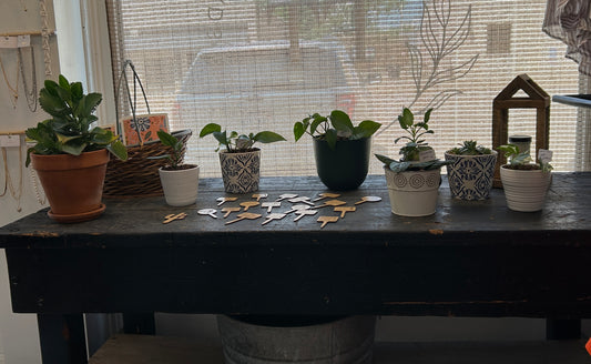 Potted Plant