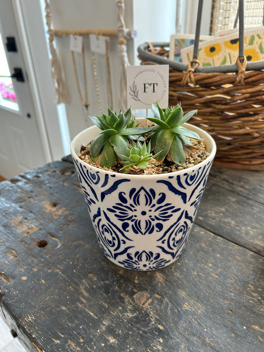 Hen & Chicken Plant