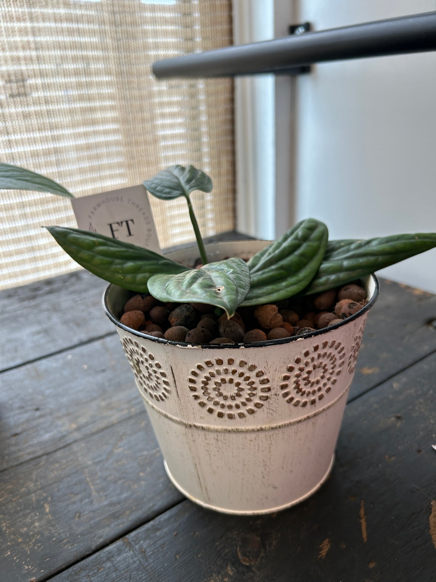 Monstera Peru Plant