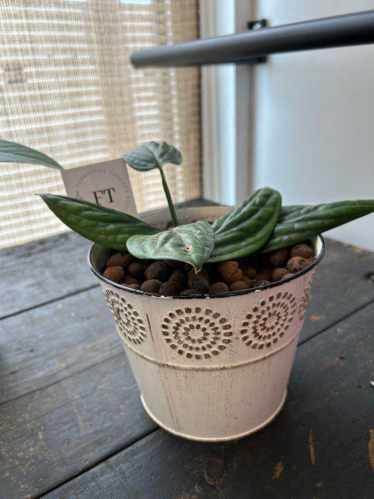 Monstera Peru Plant