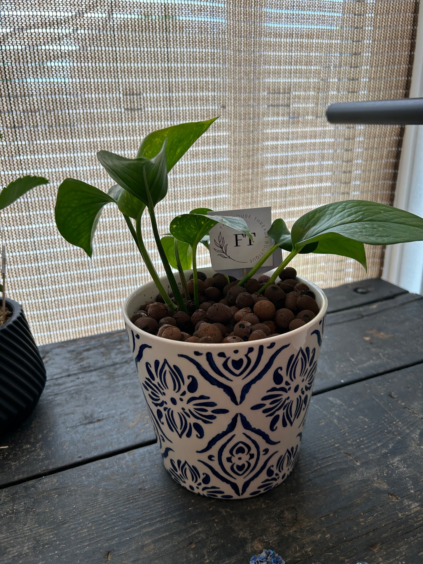 Golden Pothos Plant