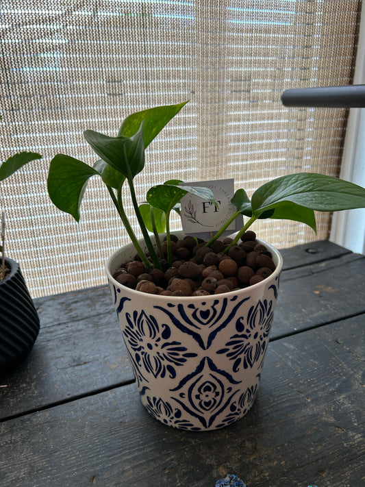 Golden Pothos Plant