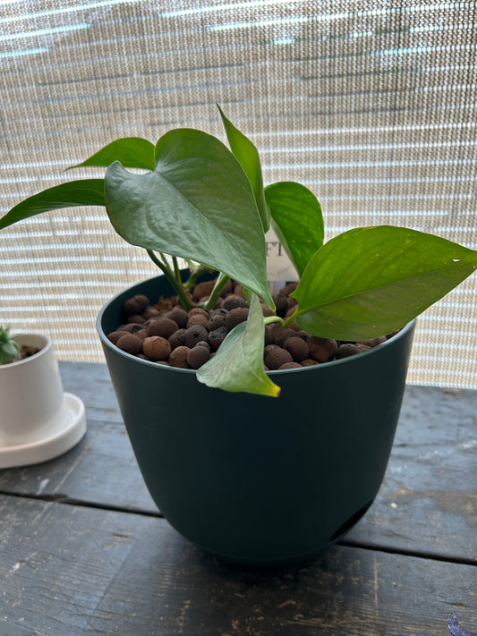 Golden Pathos Plant