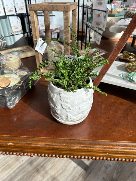Lemon Button Fern