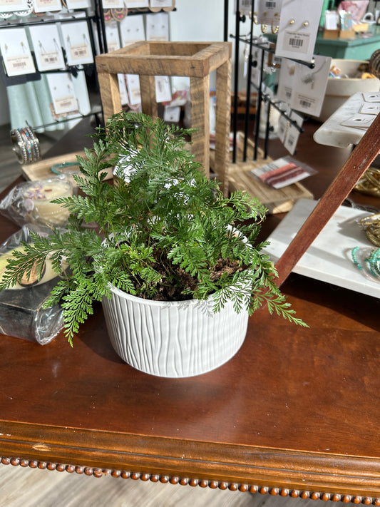 Fine Fern