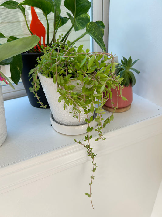 Cotyledon Pendens Plant